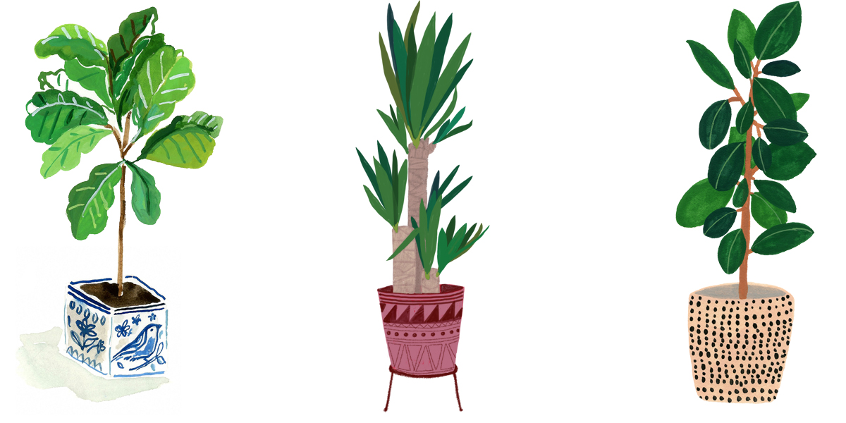 Drawing plants