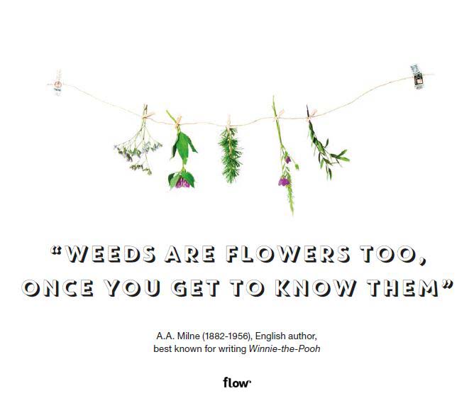 Quote Weeds