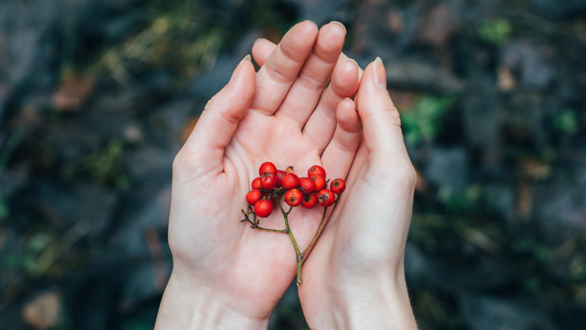 foraging